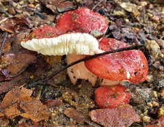 Russula congoana