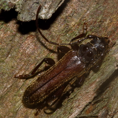 Ambeodontus tristis
