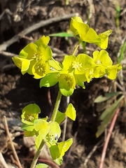 Euphorbia