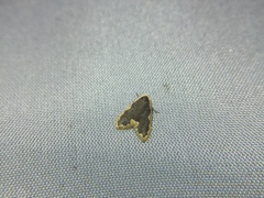 Diduga nantouensis