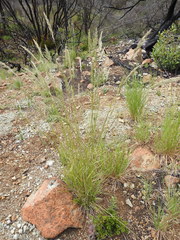 Calamagrostis ophitidis
