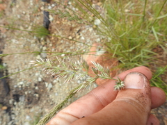 Calamagrostis ophitidis
