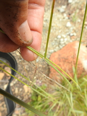Calamagrostis ophitidis