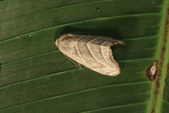 Bagisara laverna