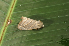 Bagisara laverna