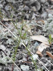 Hesperolinon micranthum