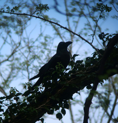 Corvus macrorhynchos