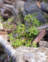 Chrysosplenium echinus
