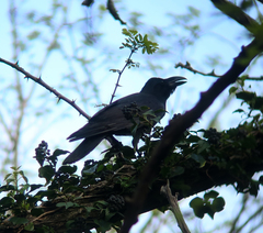 Corvus macrorhynchos