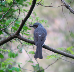 Hypsipetes amaurotis