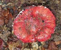 Russula congoana