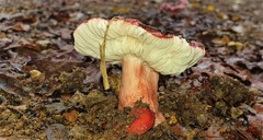 Russula congoana
