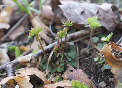 Chrysosplenium pseudopilosum iNat (2)