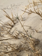 Swallenia alexandrae