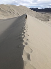 Swallenia alexandrae