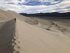 Swallenia alexandrae