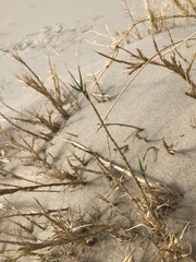 Swallenia alexandrae