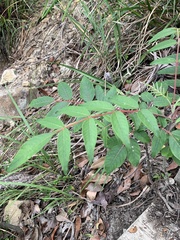 Rhus hypoleuca