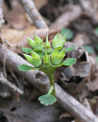 Chrysosplenium pseudopilosum