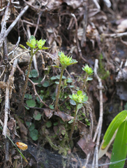 Chrysosplenium pseudopilosum