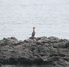 Phalacrocorax capillatus