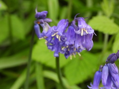 Hyacinthoides