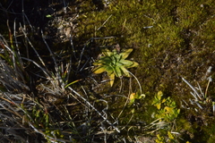 Plantago unibracteata