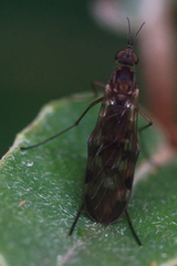 Sylvicola undulatus