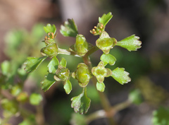 Chrysosplenium echinus