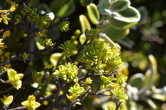 Pimelea buxifolia