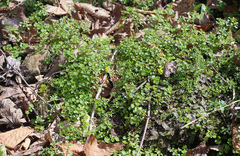 Chrysosplenium echinus