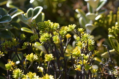 Pimelea buxifolia