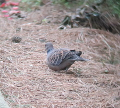 Streptopelia orientalis