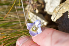 Wahlenbergia pygmaea pygmaea