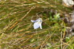 Wahlenbergia pygmaea pygmaea