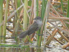 Acrocephalus stentoreus