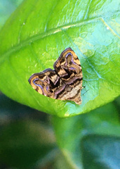 Choreutis metallica