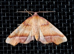 Plagodis fervidaria