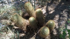 Coryphantha erecta
