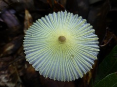 Leucocoprinus fragilissimus image