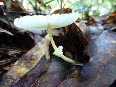 Leucocoprinus fragilissimus image