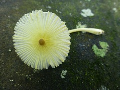 Leucocoprinus fragilissimus image