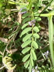 Biserrula pelecinus