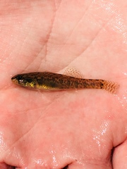 Etheostoma gracile