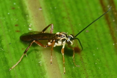 Aucklandella
