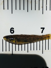 Etheostoma gracile