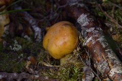 Cortinarius epiphaeus