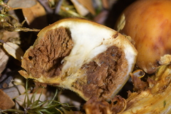 Cortinarius epiphaeus