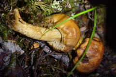 Cortinarius epiphaeus