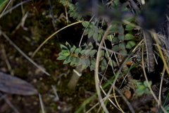 Pimelea oreophila
